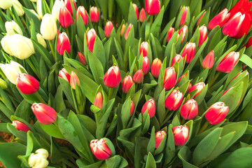 Fototapeta premium Buds of red tulips with fresh green leaves in soft lights at blur backgroun with place for your text.