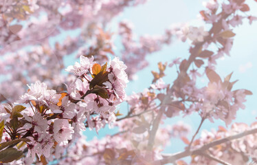 Spring cherry blossoms on blue background. Pink  blossom against blue sky. blooming tree. Sunny day. Spring flowers.