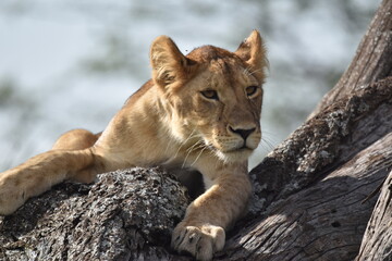 Young lion in a tree observing the environment
