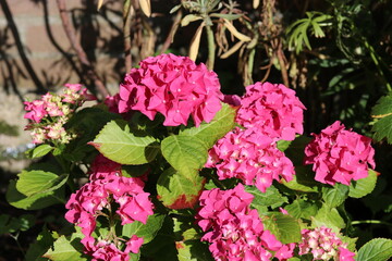 Fototapeta premium a blooming pink hortensia closeup in the garden in summer