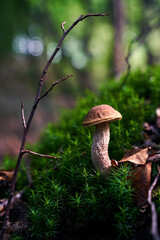 Birch bolete mushroom or leccinum scabrum growing in a forest moss