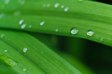 grass with rain drops macro. fresh green leaves. Morning dew, after the rain, the sun shines on the leaves.