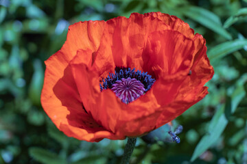 One large red poppy flower head among green grass