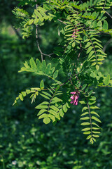 Fototapeta na wymiar Acacia branches with pink flowers on a sunny day with contrasting shadows