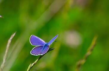 blue butterfly sitting on the green grass in the field. summer sunny day