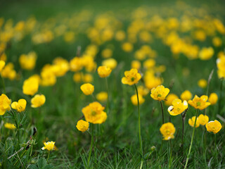 Summer or spring background. Blurred bokeh of yellow flowers and green grass. Yellow flowers. Nature background. Sunny day.