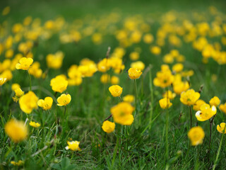 Summer or spring background. Blurred bokeh of yellow flowers and green grass. Yellow flowers. Nature background. Sunny day.