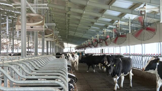 The content of cows in the barn of a dairy farm. Milk cows in breeding farm
