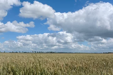 Fotobehang Wheat, Flevoland Province, The Netherlands © Holland-PhotostockNL