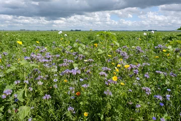 Fotobehang Ecological agricultural strip, Flevoland Province, The Netherlands © Holland-PhotostockNL