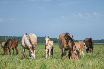 Naklejka na ściany i meble Thoroughbred horses graze in the village field.