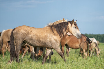 Thoroughbred horses graze in the village field.