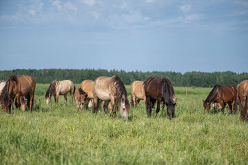 Thoroughbred horses graze in the village field.