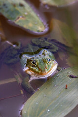 frog in water