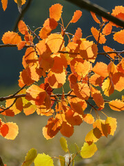 Herbstzauber, rötlich-gelb leuchtende Blätter, von der Abendsonne angestrahlt vor dunklem...