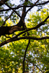 Obraz premium nightingale on a tree