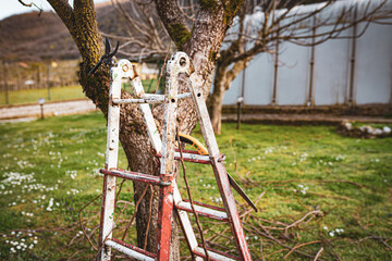 Metal ladder standing undertake pruned tree in the garden, hand chainsaw hanging on ladder. Cut dry tree branches lying under the tree, trimming tree in springtime