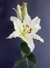 Fototapeta na wymiar preetty multicolor flowers of lilies close up