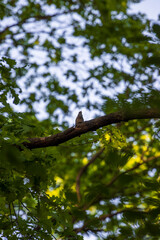 nightingale on a tree