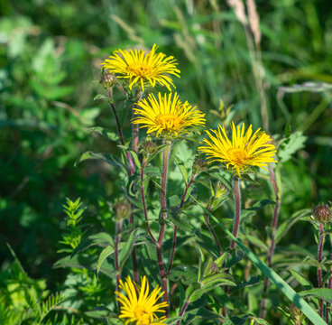 Flowers of Inula close up on a meadow