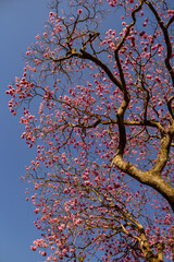 Galhos de ipê rosa floridos. Handroanthus heptaphyllus.