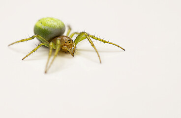 Zielony Pająk Gren spider - obrazy, fototapety, plakaty