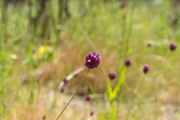 Lonely wild garlic flower on a sunny meadow