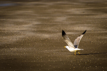 Un gabbiano spicca il volo sulla spiaggia del Lido di Venezia
