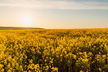 Fototapeta premium Panorama of a rapeseed field with warm sunset. Yellow field