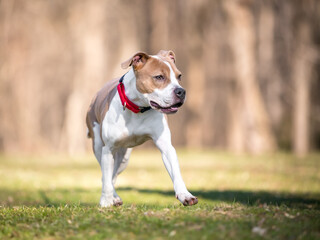 A Pit Bull Terrier mixed breed dog wearing a red collar walking outdoors