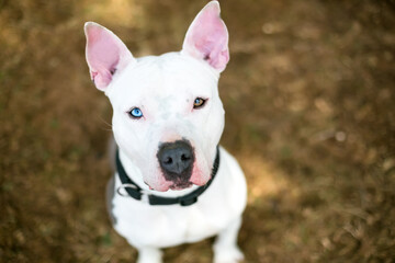 A white Pit Bull Terrier mixed breed dog with heterochromia in its eyes, one blue eye and one brown eye, looking up at the camera