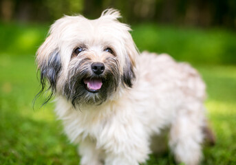 Naklejka na ściany i meble A scruffy mixed breed dog with a happy expression standing outdoors