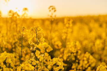 Obraz premium Rapeseed field with flowers and golden sunset tones.