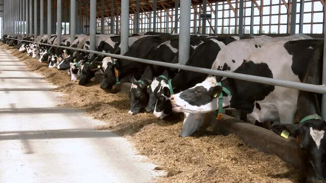 Сows feeding in large cowshed. Black and white cows eating hay in cowshed on dairy farm. Agriculture industry, farming and animal husbandry
