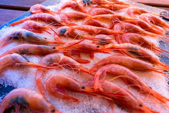ration of shrimps on salt bed