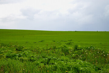 Fototapeta na wymiar Green field and clouds on sky. Green field landscape. Dramatic blue cloudy sky background