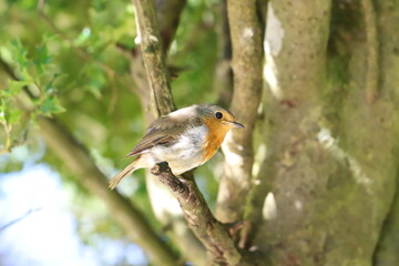 Naklejka premium Bird on a branch
