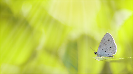 One holly blue butterfly roosting on a green leaf ready to fly, close-up side view with a blurred...