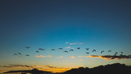 flock of birds