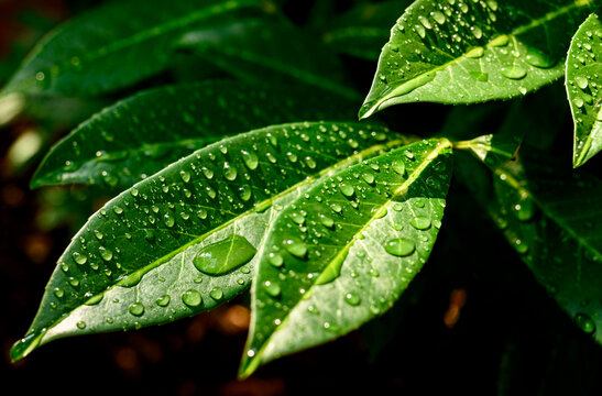 Green leaves with water droplets. Backlit. - Powered by Adobe