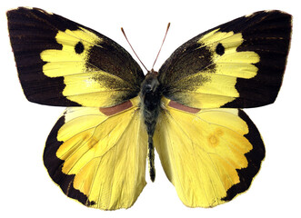 butterfly9