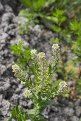 Lepidium campestre