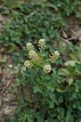 Lepidium campestre