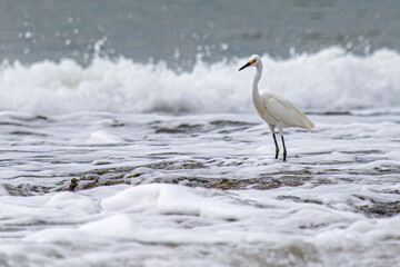 garça no mar
