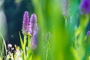 Purple orchid flowers Orchid - Orchis on a green field. The background is beautiful bokeh.