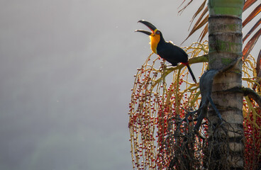 tucano com bico aberto
