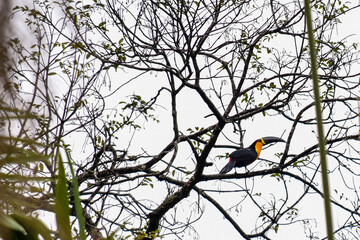 &aacute;rvore e o tucano