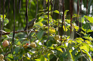 p&eacute; de goiaba e p&aacute;ssaros