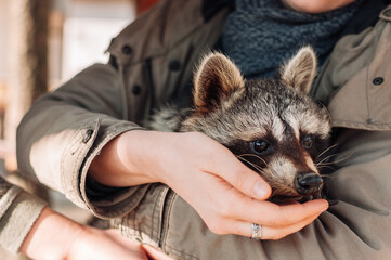 A cute raccoon sits in a girl's arms. The animal looks into the distance warily. fluffy male raccoon. A tamed mammal at a petting zoo. selective focus © Алла Морозова