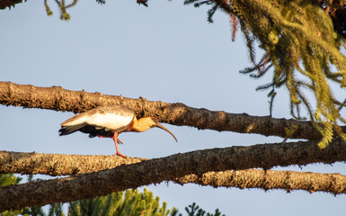 curucaca no por do sol em bueno brand&atilde;o